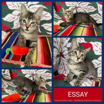 Domestic Short Hair Cats Available for Adoption in Corpus Christi, Texas - Essay | PetCurious