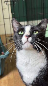 Rescue Domestic Short Hair Cats for Adoption in Greensboro, North Carolina - Coyote | PetCurious