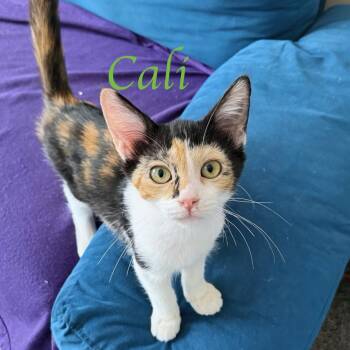 Cali...I have a soft as silk coat -  Domestic Short Hair and Calico Cat for Adoption in Murfreesboro, Tennessee - Cali...I Have A Soft As Silk Coat | PetCurious