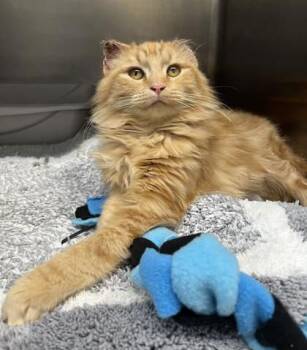 Domestic Long Hair and Domestic Short Hair Cats Available for Adoption in Humboldt, Iowa - Garfield | PetCurious