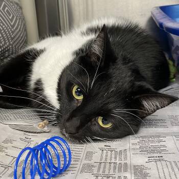 American Shorthair Cats Available for Adoption in North Kingstown, Rhode Island - Raven | PetCurious