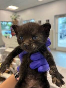PRINCESS ATTA -  Domestic Short Hair Cat for Adoption in Palmetto, Florida - PRINCESS ATTA | PetCurious