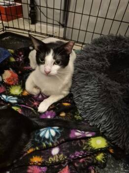 Rescue Tuxedo and Domestic Short Hair Cats for Adoption in Liverpool, Texas - Ivory | PetCurious