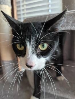 Domestic Short Hair Cats Available for Adoption in Reisterstown, Maryland - Elaine  | PetCurious