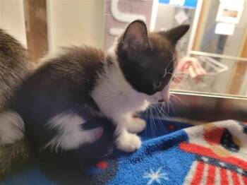 A657545 -  Domestic Short Hair Cat for Adoption in Houston, Texas - A657545 | PetCurious