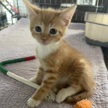 Sunshine -  Domestic Short Hair Cat for Adoption in League City, Texas - Sunshine | PetCurious