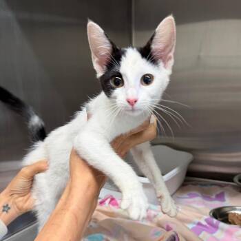 Snaggle -  Domestic Short Hair Cat for Adoption in Morganton, North Carolina - Snaggle | PetCurious