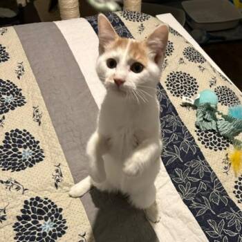 Rescue Domestic Short Hair Cats for Adoption in Evanston, Illinois - Boingo Zoingo | PetCurious