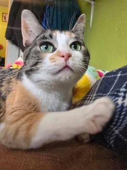 Domestic Short Hair Cats Available for Adoption - SHEBA | PetCurious