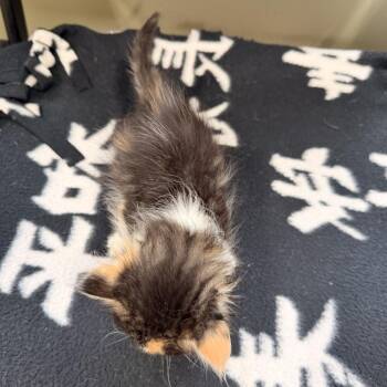 Mochi -  Domestic Medium Hair Cat for Adoption in Wadena, Minnesota - Mochi | PetCurious