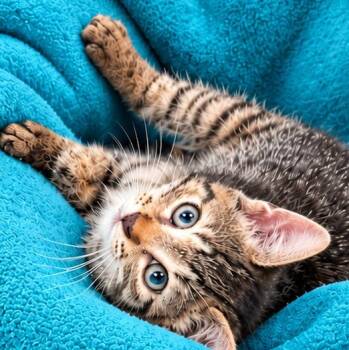 Winston -  Domestic Short Hair Cat for Adoption in Beaufort, South Carolina - Winston | PetCurious