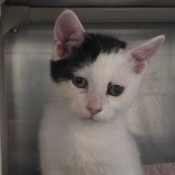 Toes -  Domestic Short Hair and Extra Toes Cat Hemingway Polydactyl Cat for Adoption in Kennebunk, Maine - Toes | PetCurious
