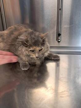 Domestic Medium Hair Cats Available for Adoption in Minneapolis, Minnesota - CLARA | PetCurious