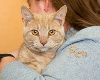 Ren -  Domestic Short Hair Cat Available for Adoption in Somerset, Pennsylvania - Ren | PetCurious
