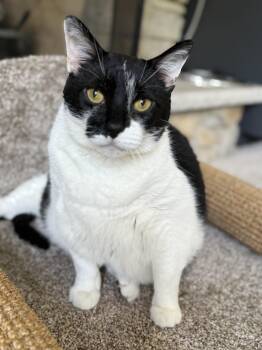 Bruce -  Domestic Short Hair Cat for Adoption in Plainfield, Illinois - Bruce | PetCurious