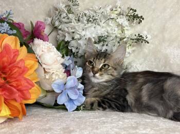 Gypsy Eyes Zeze -  Domestic Long Hair Cat for Adoption in Chandler, Arizona - Gypsy Eyes Zeze | PetCurious