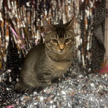 Rescue American Shorthair Cats for Adoption in Greenfield, Indiana - Jack | PetCurious