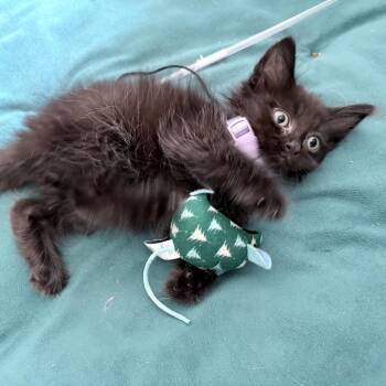 Punchkicker -  Domestic Long Hair Cat for Adoption in Fredericksburg, Virginia - Punchkicker | PetCurious