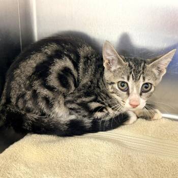 Tippy -  Domestic Short Hair Cat for Adoption in Warrensburg, Missouri - Tippy | PetCurious