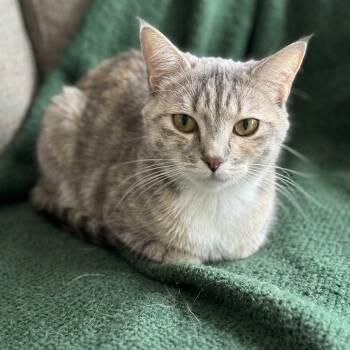 Ashley -  Domestic Short Hair Cat for Adoption in Hawthorne, California - Ashley | PetCurious