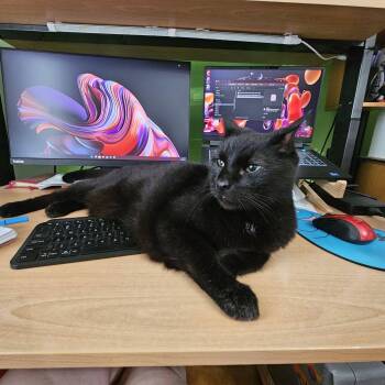 Pumba -  Domestic Medium Hair Cat for Adoption in Montreal, Quebec - Pumba | PetCurious