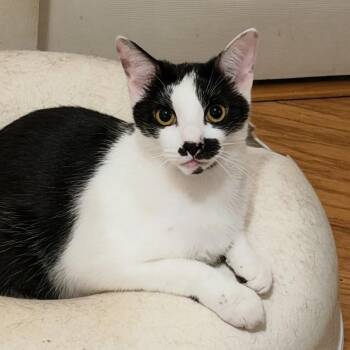 Caddie -  Domestic Short Hair Cat for Adoption in Closter, New Jersey - Caddie | PetCurious