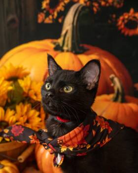 Pisces -  Domestic Short Hair Cat for Adoption in Lapeer, Michigan - Pisces | PetCurious