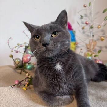 Domestic Short Hair Cats Available for Adoption in Toms River, New Jersey - Theo | PetCurious