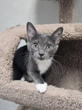 Chai -  Domestic Short Hair Cat for Adoption in Locust Grove, Georgia - Chai | PetCurious