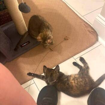 Shelly -  Domestic Short Hair Cat for Adoption in Hendersonville, North Carolina - Shelly | PetCurious