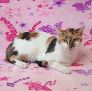 Sprite -  Domestic Short Hair Cat for Adoption in Valdosta, Georgia - Sprite | PetCurious