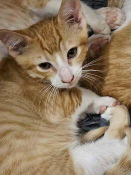 Skitter Go. -  Domestic Short Hair Cat for Adoption in West Peoria, Illinois - Skitter Go. | PetCurious