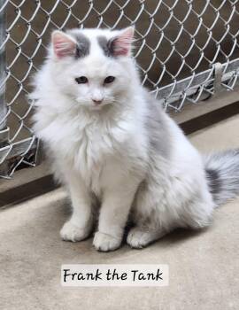Rescue Domestic Long Hair Cats for Adoption in Durand, Wisconsin - Frank | PetCurious
