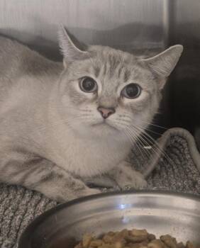 GHOST -  Domestic Short Hair Cat for Adoption in Auburn, California - GHOST | PetCurious