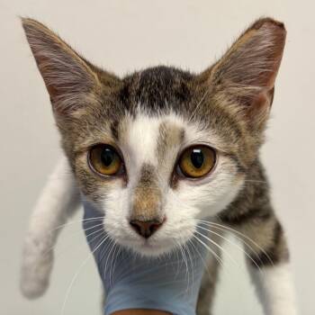 Mel -  Domestic Short Hair Cat for Adoption in Nashville, Tennessee - Mel | PetCurious
