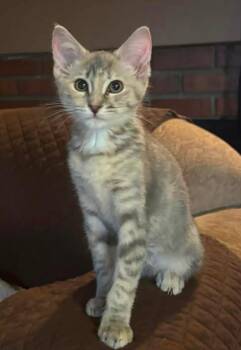 MAKO -  Domestic Short Hair Cat for Adoption in Rowland Heights, California - MAKO | PetCurious