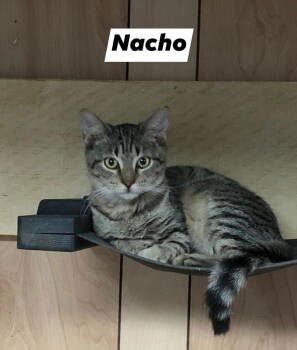 Rescue Tabby and Domestic Short Hair Cats for Adoption in Apopka, Florida - Nacho 6.14.20 | PetCurious