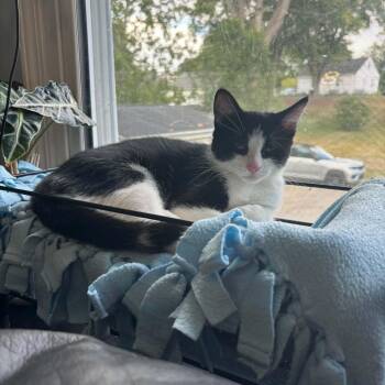 Henry -  Domestic Short Hair Cat for Adoption in Royal Oak, Michigan - Henry | PetCurious