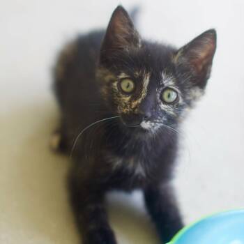 Flora -  Domestic Short Hair Cat for Adoption in Umatilla, Florida - Flora | PetCurious