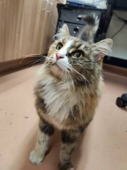 Rescue Domestic Long Hair Cats for Adoption in Kennewick, Washington - Lady Luck | PetCurious