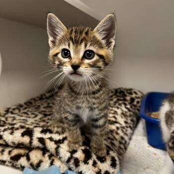 Domestic Short Hair Cats Available for Adoption in Tulsa, Oklahoma - Eggo | PetCurious