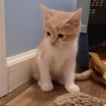 Domestic Short Hair Cats Available for Adoption in Watertown, New York - Coriander | PetCurious