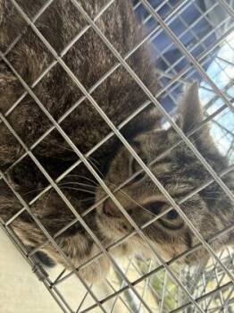 Domestic Short Hair Cats Available for Adoption in Lafayette, Indiana - Voodoo (T7) | PetCurious