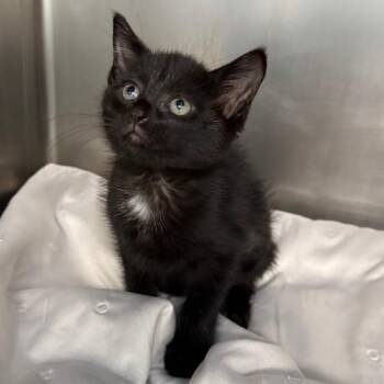 Charlotte -  Domestic Short Hair Cat for Adoption in West Palm Beach, Florida - Charlotte | PetCurious