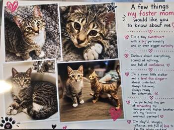 Striper -  Domestic Short Hair Cat for Adoption in Southbury, Connecticut - Striper | PetCurious