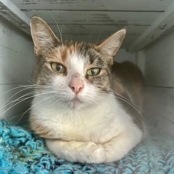Calico Cats Available for Adoption in Grand Rapids, Michigan - Greta | PetCurious