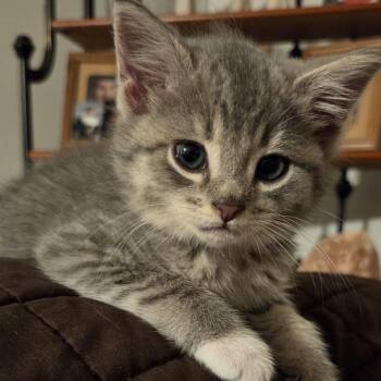 Nakia (red) -  Domestic Short Hair Cat for Adoption in Baltimore, Maryland - Nakia (red) | PetCurious