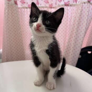 American Shorthair Cats Available for Adoption in Santa Monica, California - Oreo | PetCurious