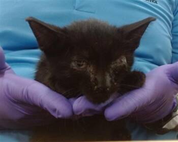APPLE -  Domestic Short Hair Cat for Adoption in Doral, Florida - APPLE | PetCurious