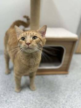 Domestic Short Hair Cats Available for Adoption in Annapolis, Maryland - Charlie | PetCurious